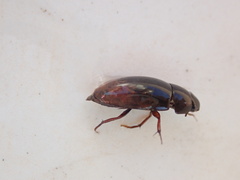 Sternolophus rufipes