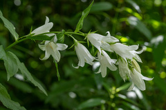 Campanula latifolia