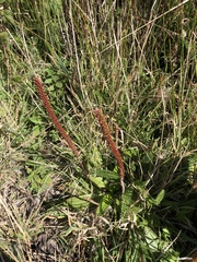 Plantago subnuda