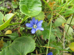 Gentiana nipponica