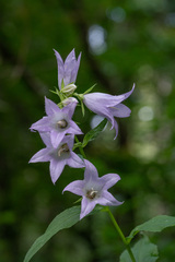 Campanula latifolia