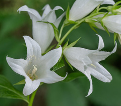 Campanula latifolia