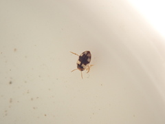 Hydroglyphus flammulatus