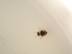 Hydroglyphus flammulatus