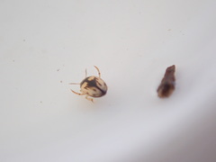 Hydroglyphus flammulatus