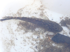 Pterygoplichthys