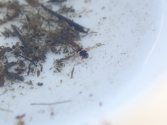 Hydroglyphus flammulatus