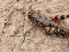 Agroecotettix modestus