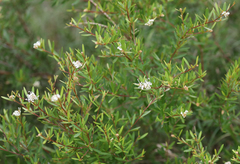 Grevillea humilis