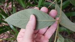 Callicarpa formosana
