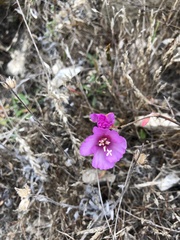Clarkia davyi