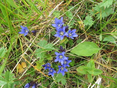 Gentiana nipponica