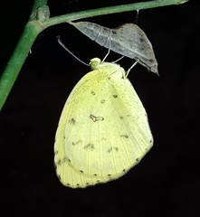 Eurema hecabe hecabe