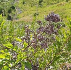 Cicerbita prenanthoides