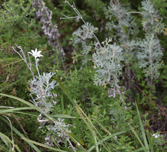Actinotus helianthi