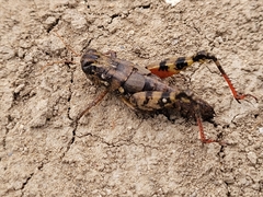 Agroecotettix modestus