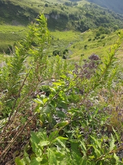 Cicerbita prenanthoides