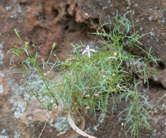Lithotoma axillaris