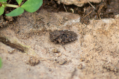 Gelastocoris oculatus