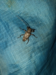 Aegomorphus modestus