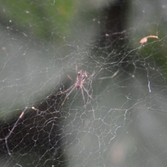 Linyphia triangularis