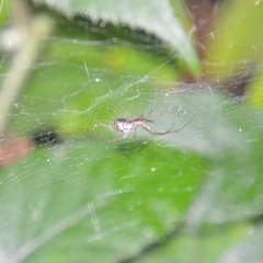 Linyphia triangularis