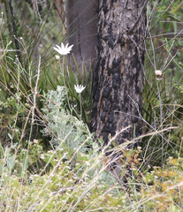 Actinotus helianthi