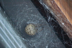 Araneus cavaticus