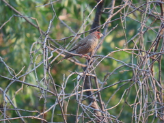 Amadina erythrocephala