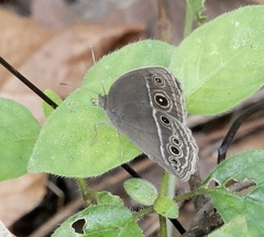 Mycalesis mineus
