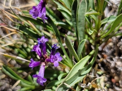 Penstemon