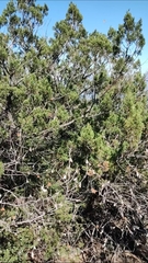 Juniperus deppeana