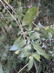 Tricalysia capensis transvaalensis