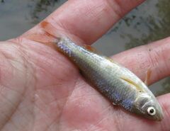 Cyprinella lutrensis