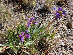 Penstemon