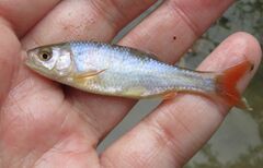 Cyprinella lutrensis