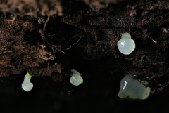 Gloeomucro ventricosus