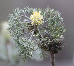 Petrophile canescens