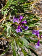 Penstemon