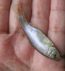 Cyprinella lutrensis