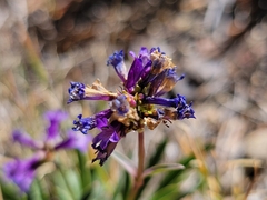 Penstemon