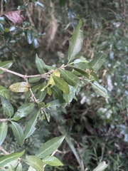 Tricalysia capensis transvaalensis