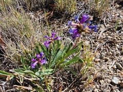 Penstemon