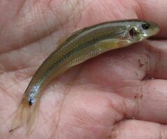 Phenacobius mirabilis