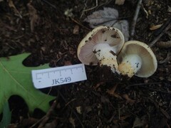 Phlegmacium