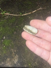 Mollusca
