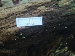 Gloeomucro ventricosus