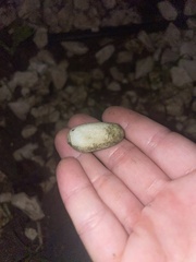 Mollusca