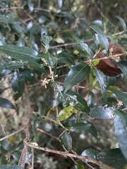 Tricalysia capensis transvaalensis