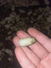 Mollusca